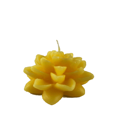 Flor de Loto - Amarillo (030A)